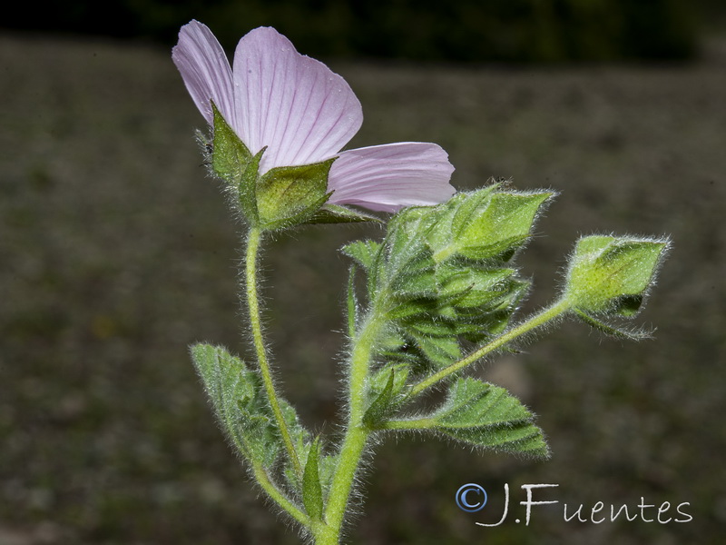 Malva hipanica.17