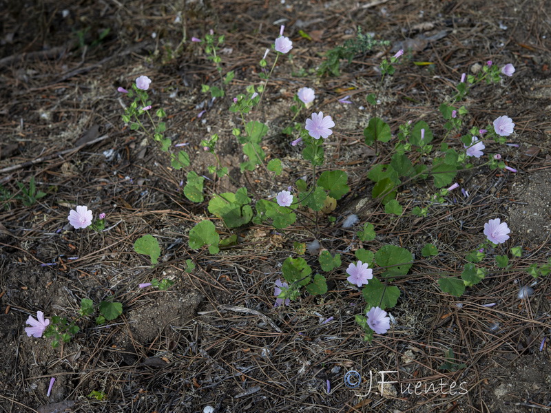 Malva hipanica.21