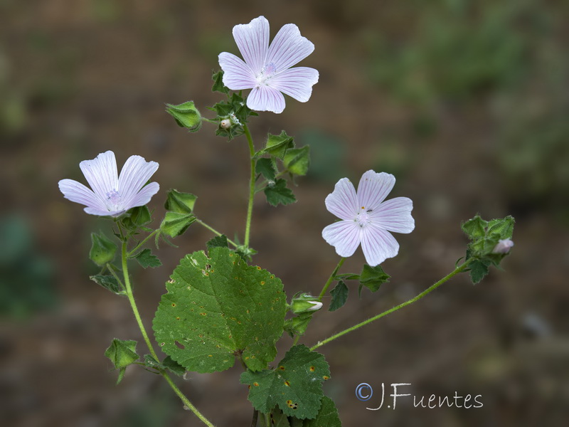 Malva hipanica.22