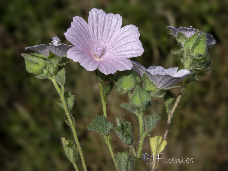 Malva hipanica.23