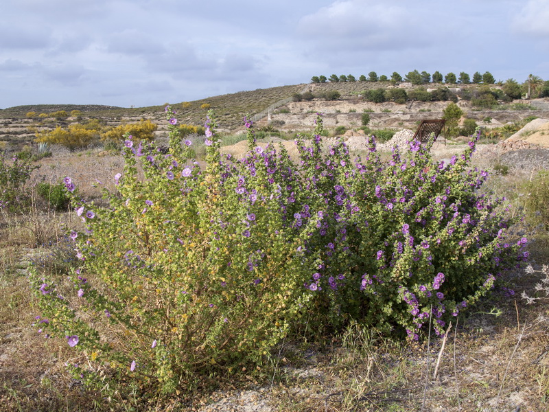 Lavatera triloba.01