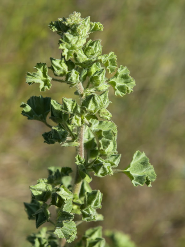 Lavatera triloba.02