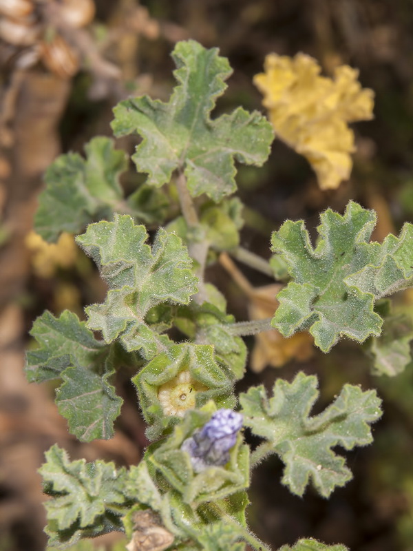 Lavatera triloba.03