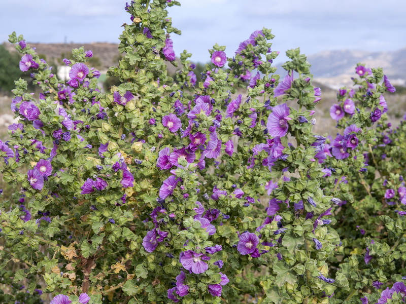 Lavatera triloba.06