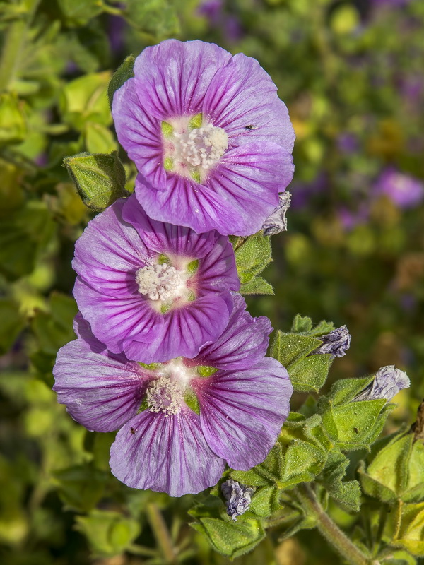 Lavatera triloba.07