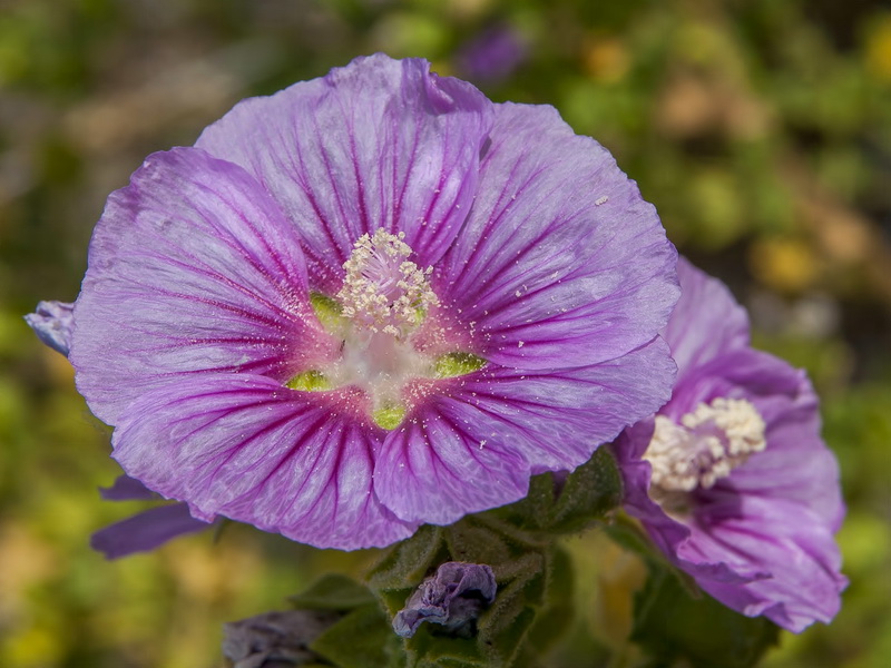 Lavatera triloba.11