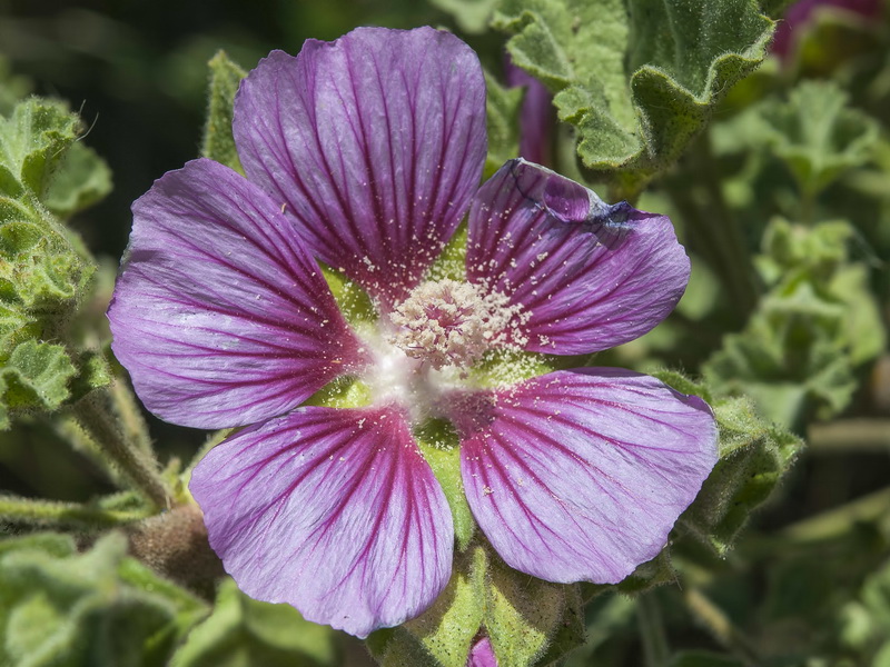 Lavatera triloba.14