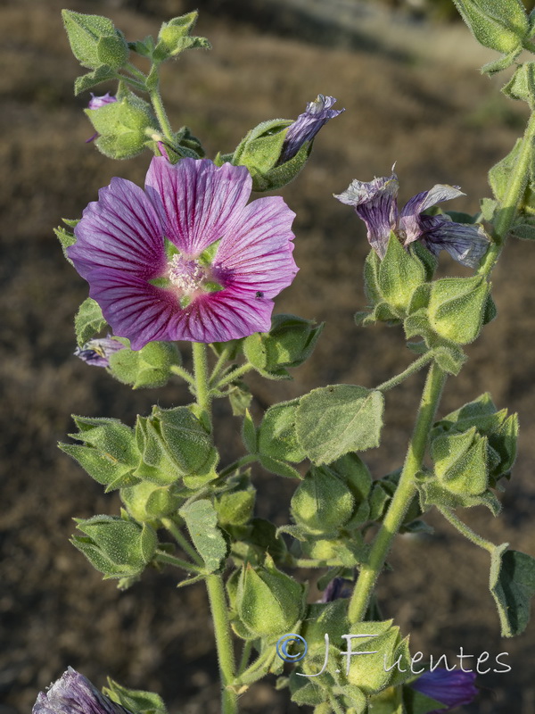 Lavatera triloba.17