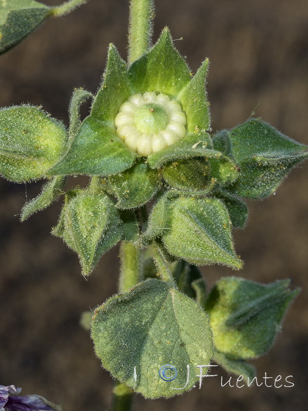 Lavatera triloba.24