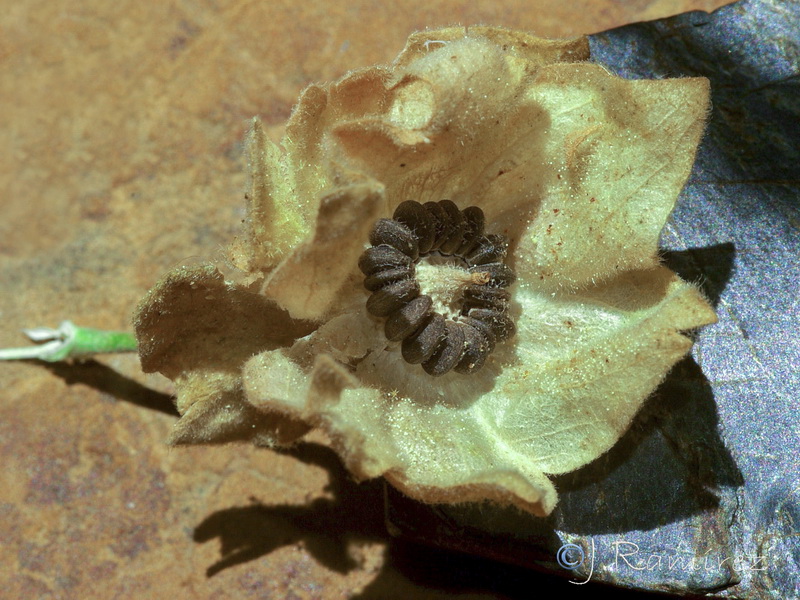 Malva lusitanica.01