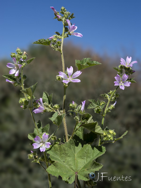 Malva multiflora.04