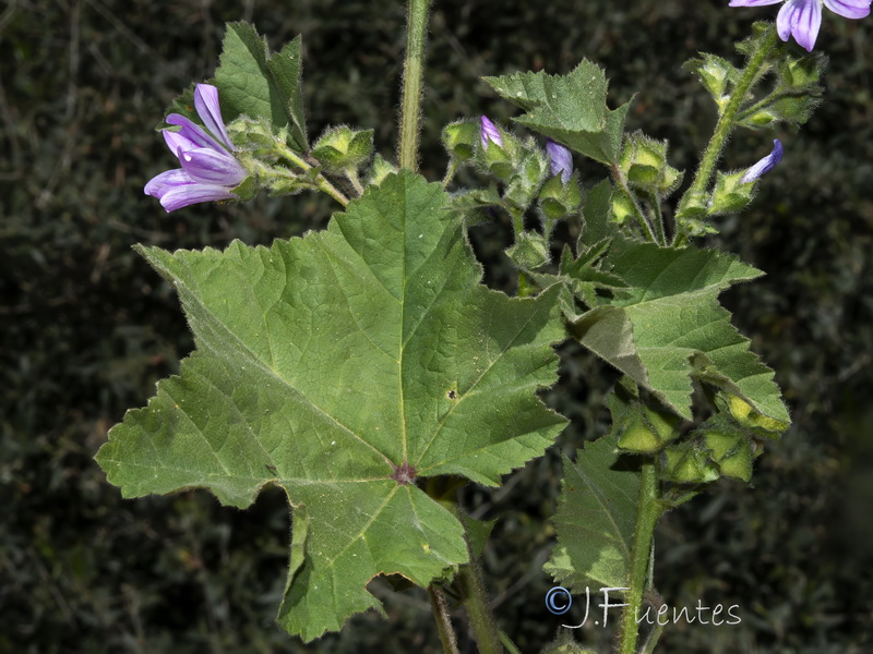 Malva multiflora.05