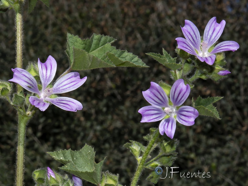 Malva multiflora.06