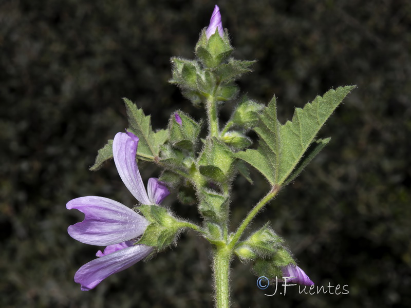 Malva multiflora.08