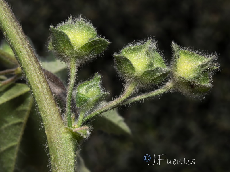 Malva multiflora.09