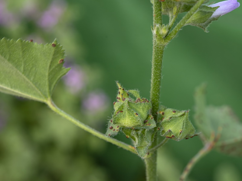 Malva multiflora.20