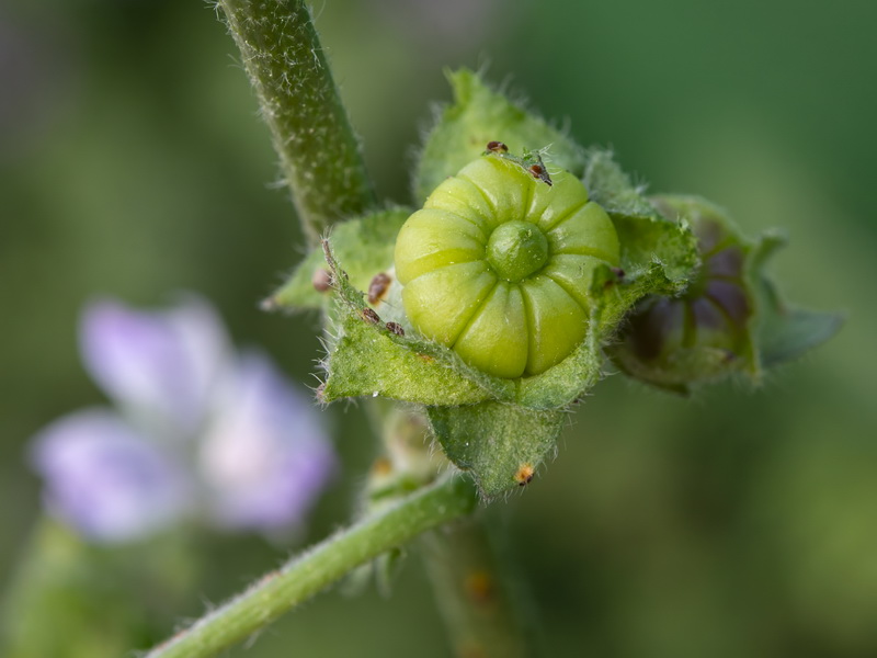 Malva multiflora.21