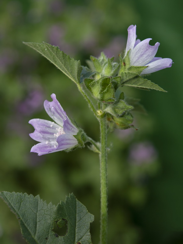 Malva multiflora.22