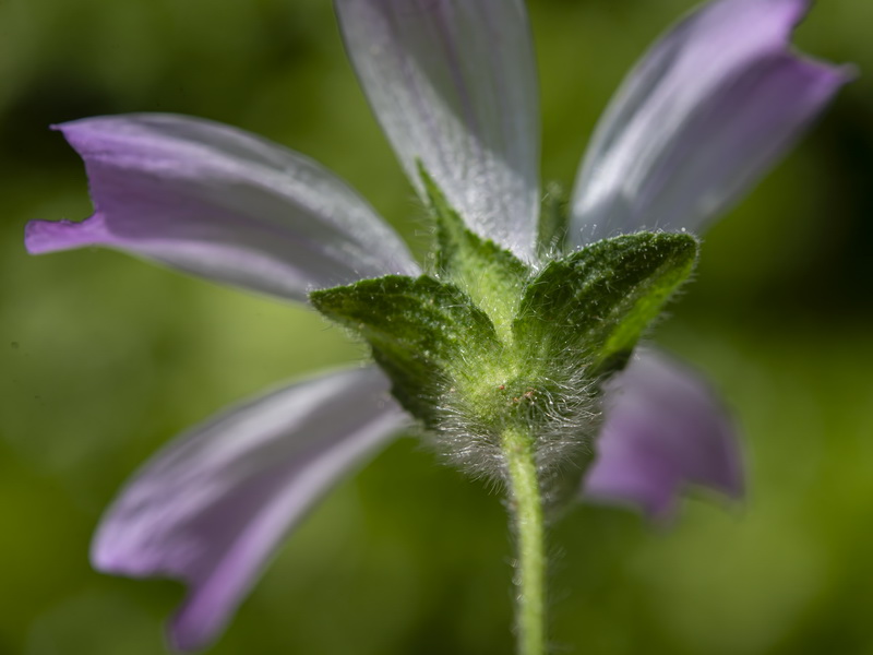 Malva multiflora.23
