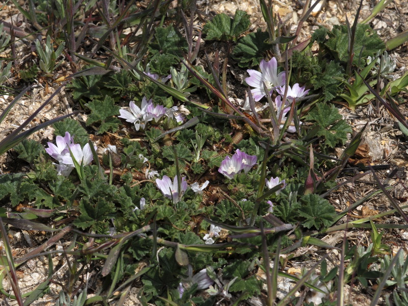 Malva neglecta.01