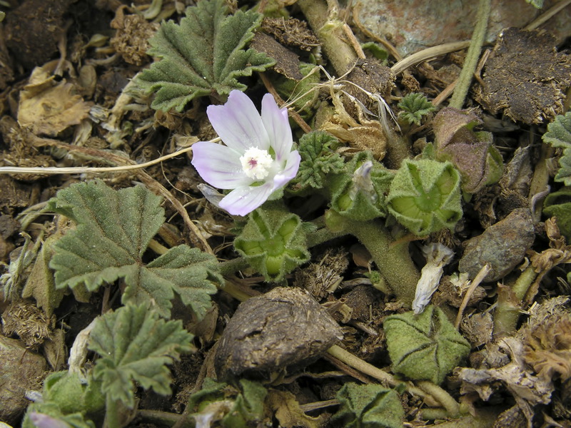 Malva neglecta.02