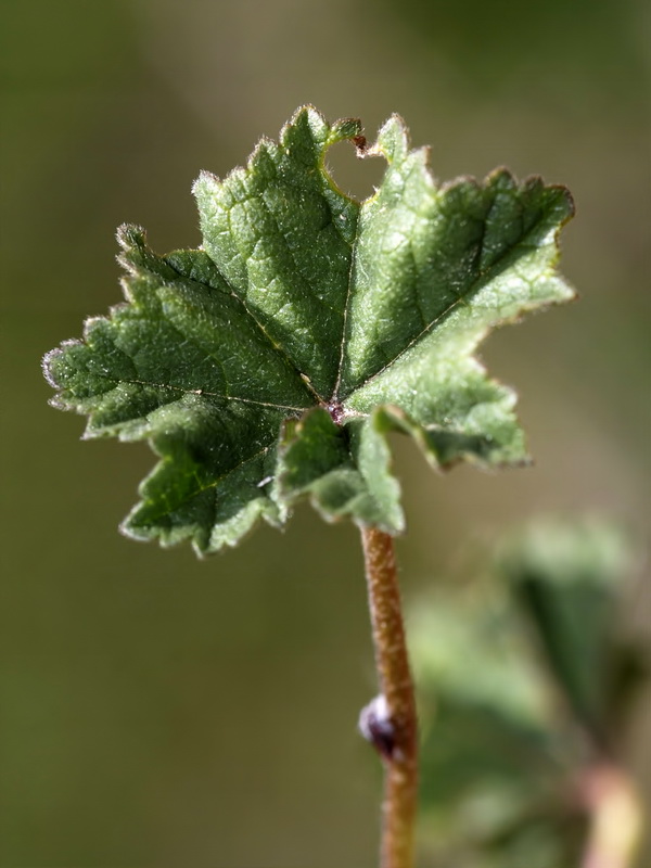 Malva neglecta.06