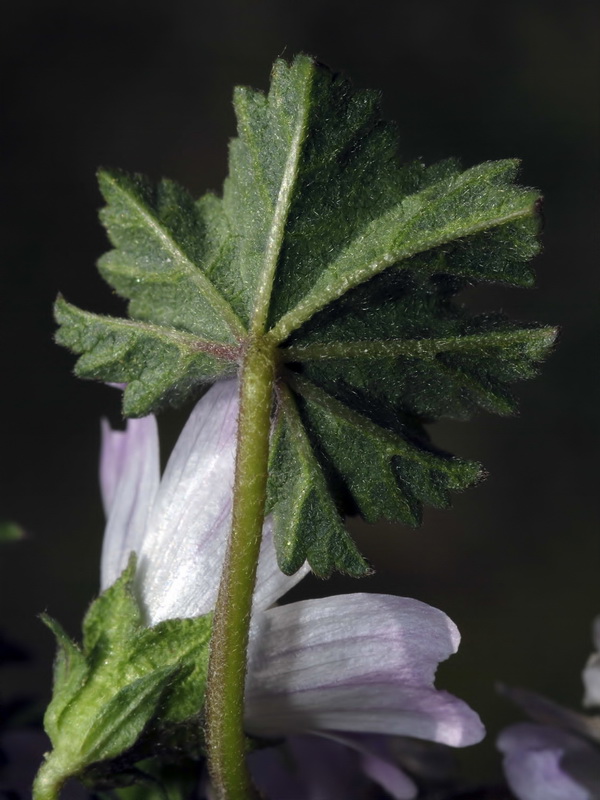 Malva neglecta.07