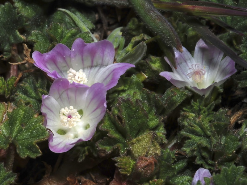 Malva neglecta.08