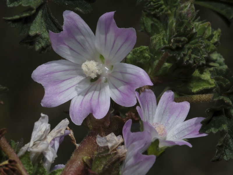 Malva neglecta.10