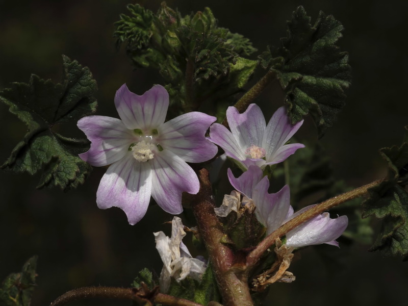 Malva neglecta.11