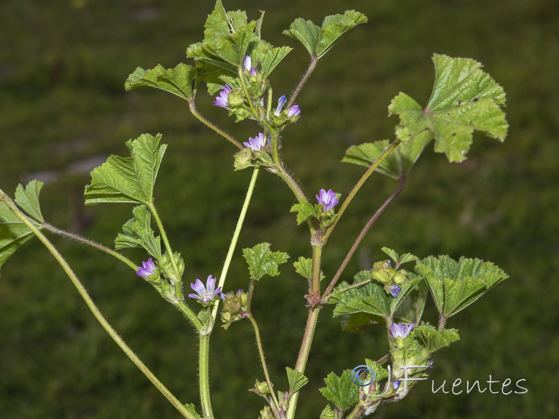 Malva neglecta.12