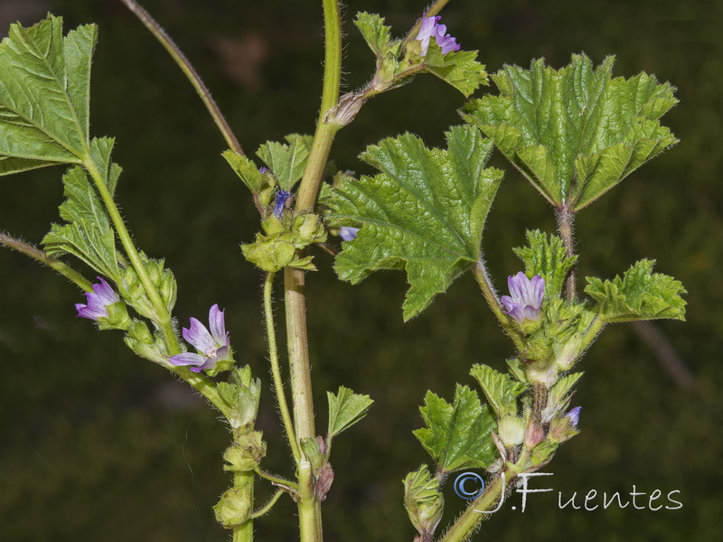 Malva neglecta.13