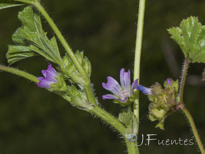 Malva neglecta.14