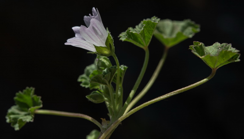 Malva neglecta.08