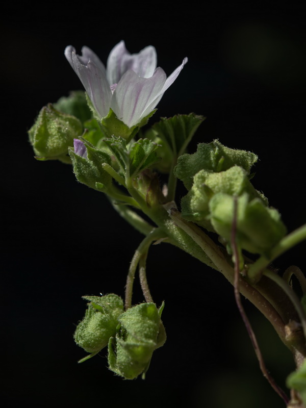 Malva neglecta.17