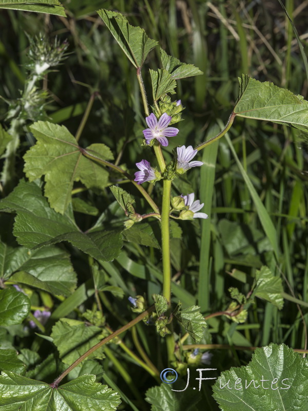 Malva nicaensis.01