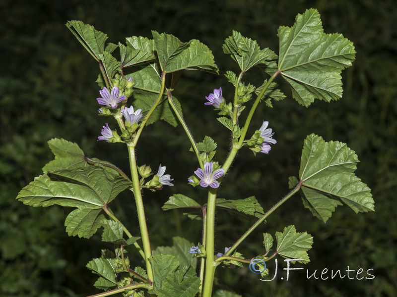 Malva nicaensis.02