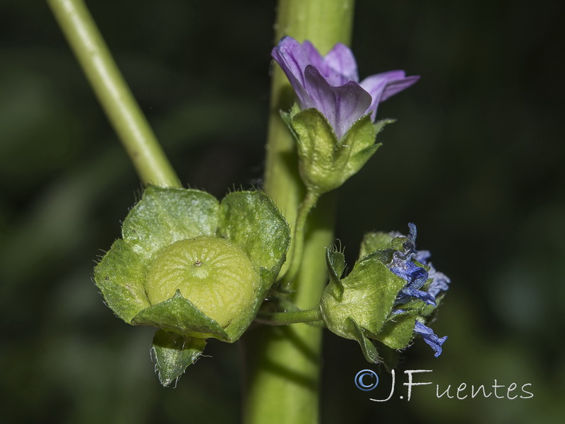 Malva nicaensis.03