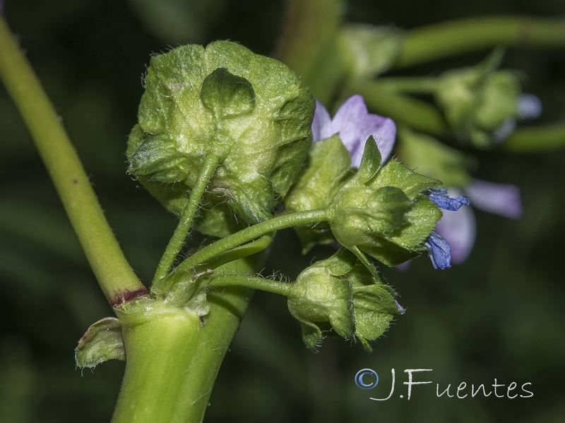 Malva nicaensis.04