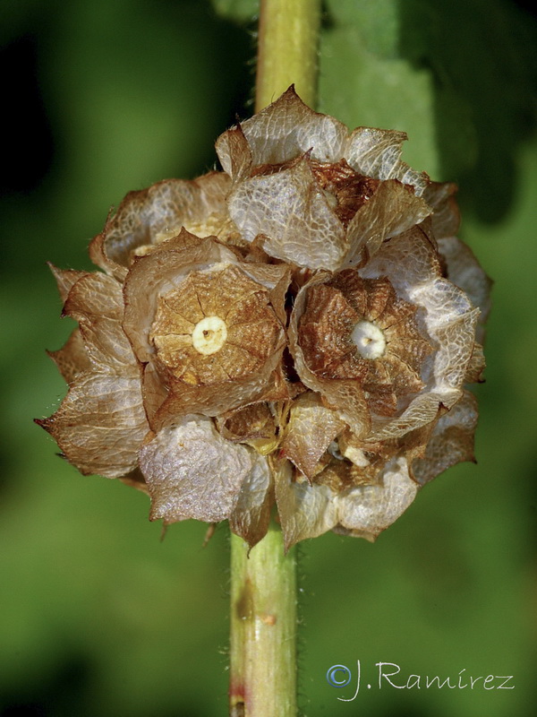 Malva nicaensis.16