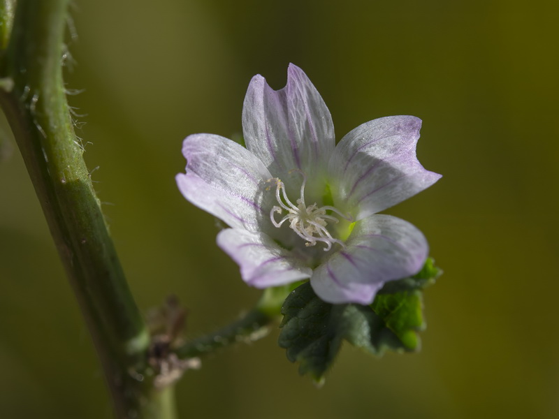 Malva nicaensis.19