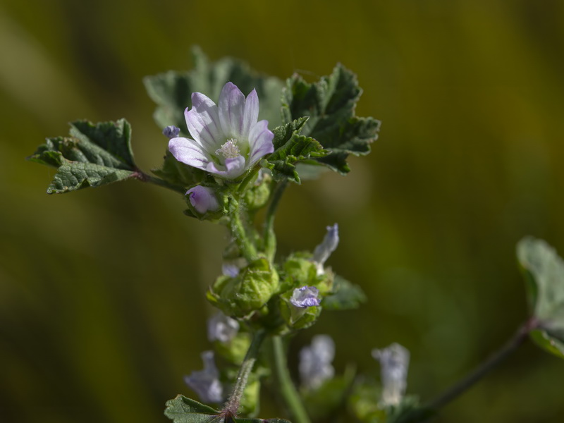 Malva nicaensis.24