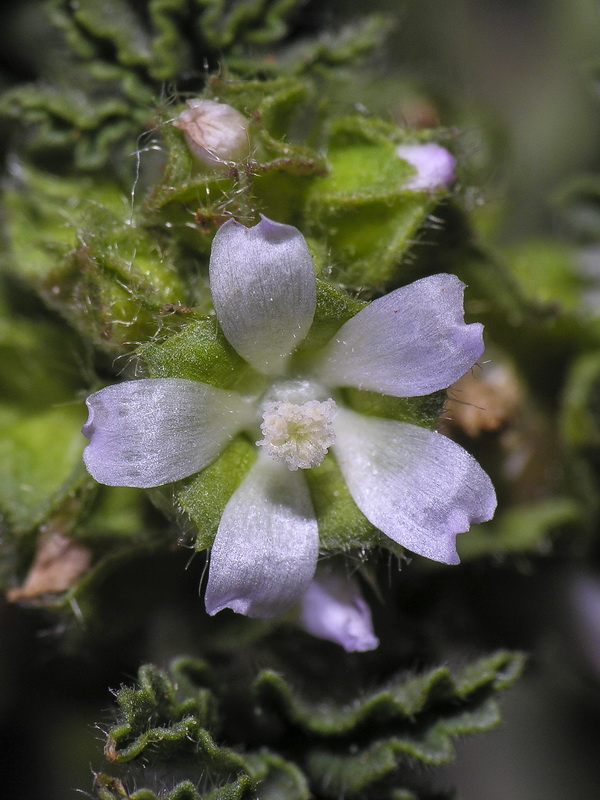 Malva parviflora.02