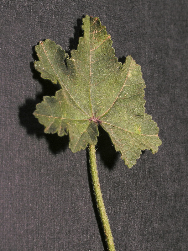 Malva parviflora.03