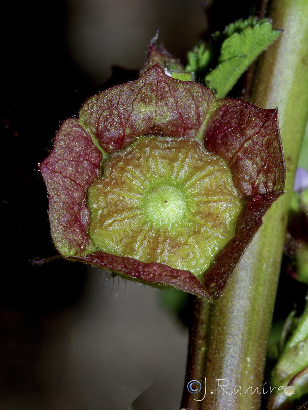 Malva parviflora.05