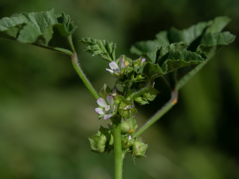 Malva parviflora.03