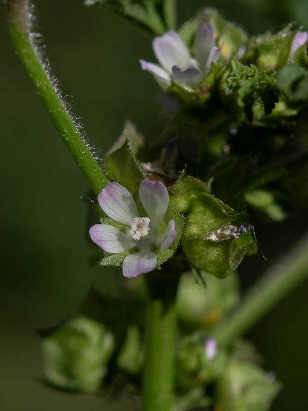 Malva parviflora.12