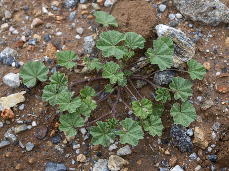Malva parviflora.14