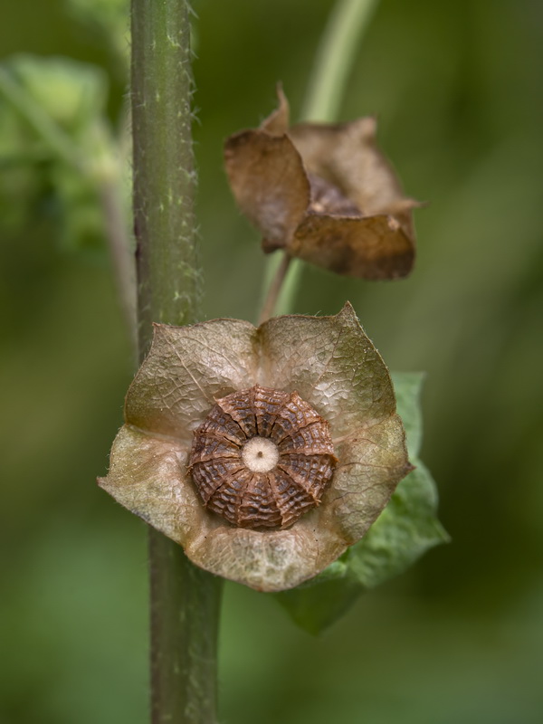 Malva parviflora.05