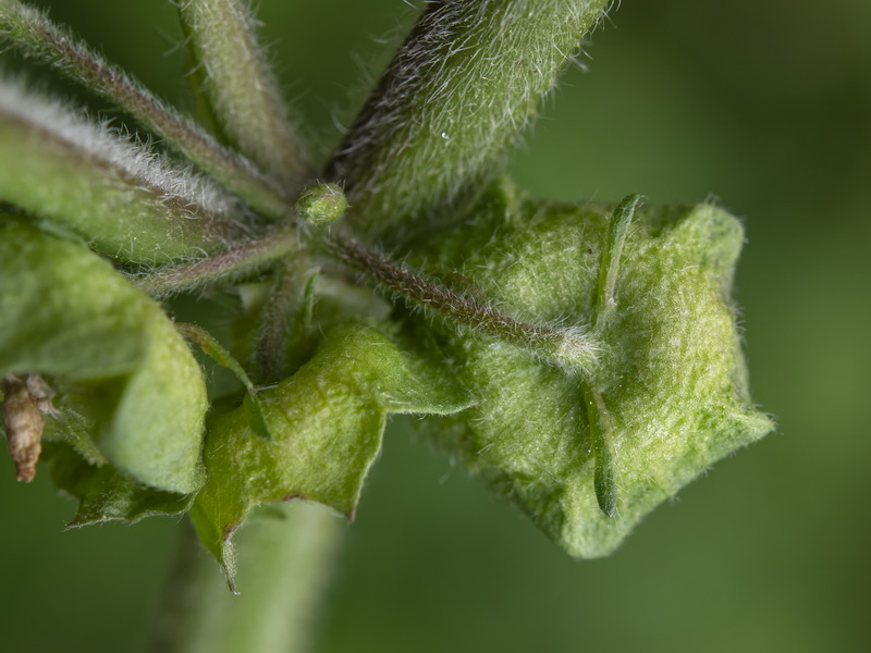 Malva parviflora.16